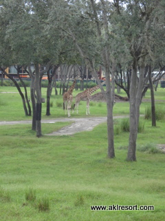 Savanna view 6